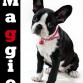 mi boston terrier 